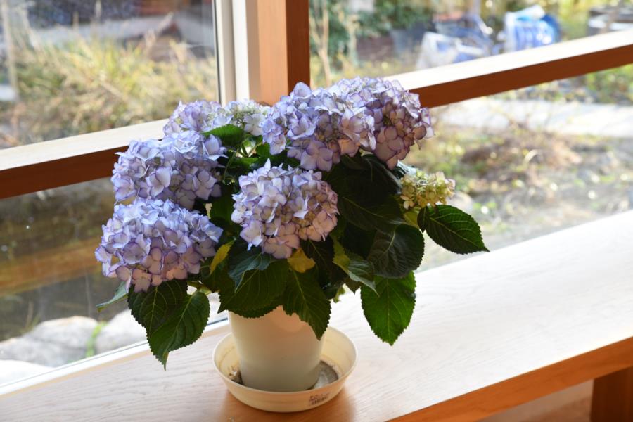 紫陽花の鉢植えを2倍楽しむ方法 庭も豊かに オーガニックスタジオ新潟